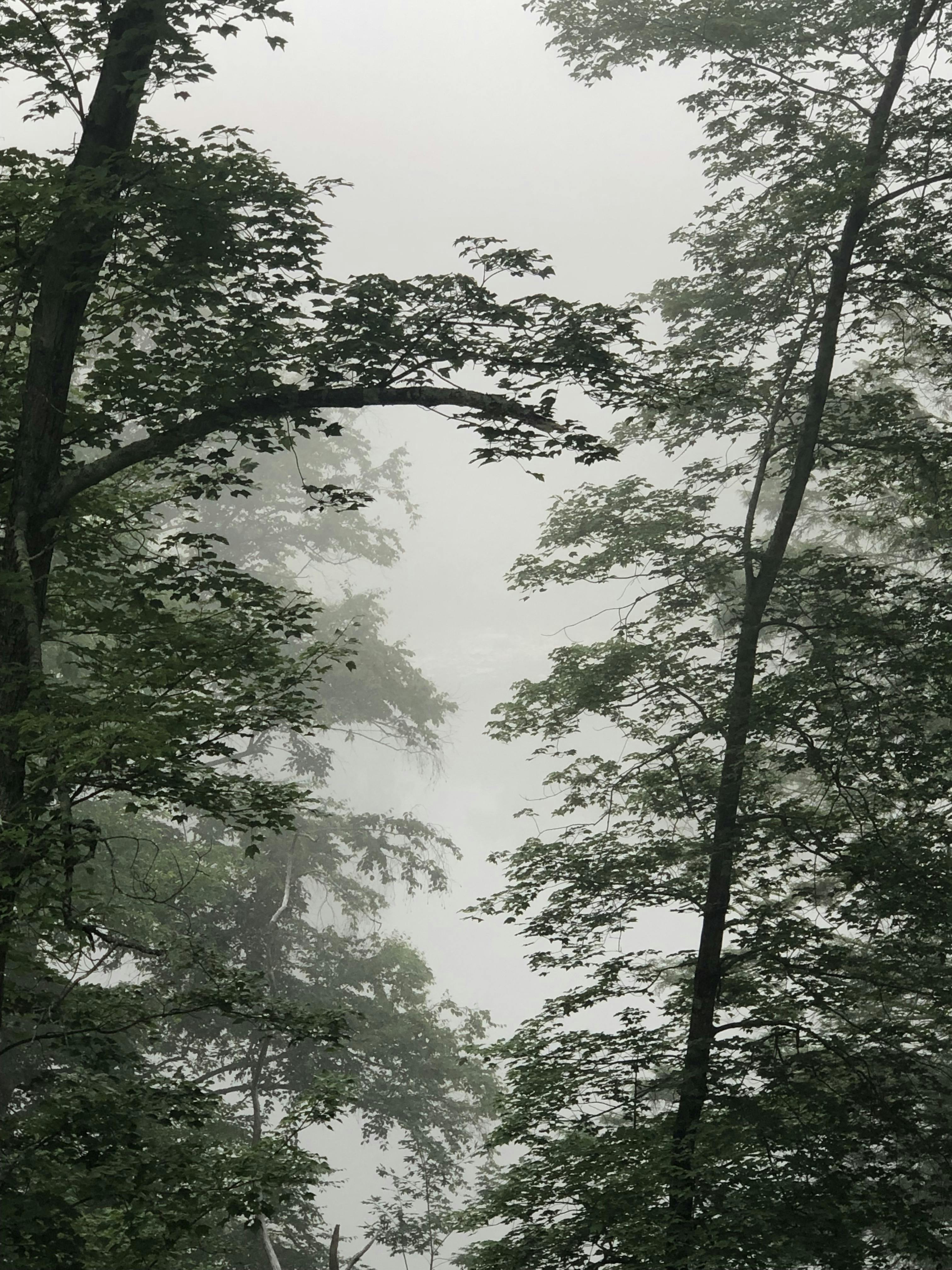 Healing Power of Nature - Air (fog)
